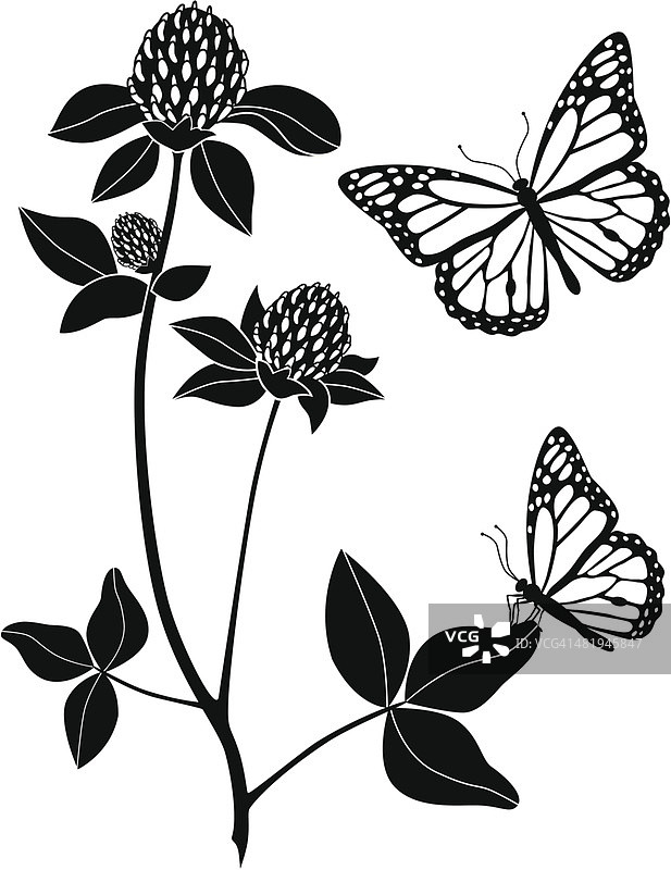 红三叶草和黑脉金斑蝶图片素材