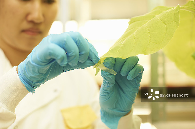 女科学家在实验室采集植物样本图片素材