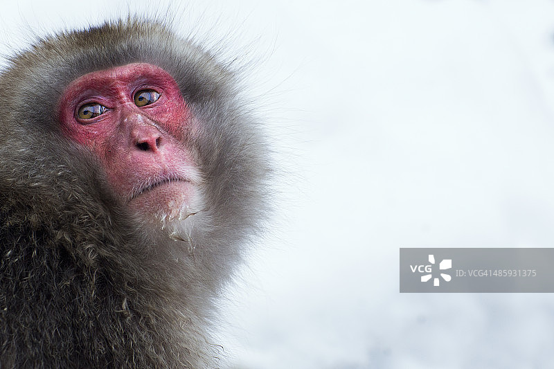 日本猕猴或雪猴的女性肖像图片素材