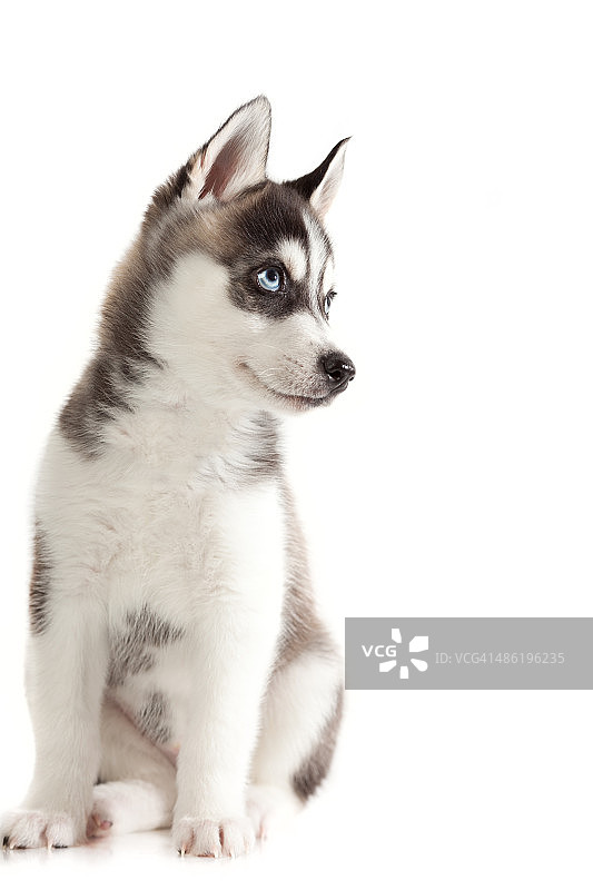 西伯利亚雪橇犬小狗图片素材