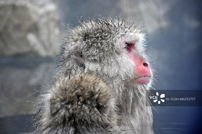 日本的雪猴图片素材