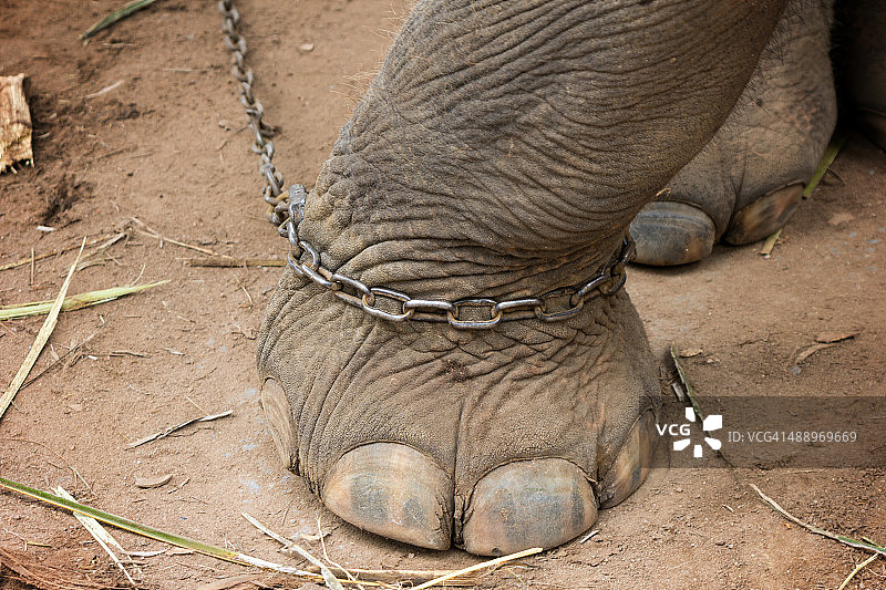 大象的脚被拴在金属链上的特写图片素材