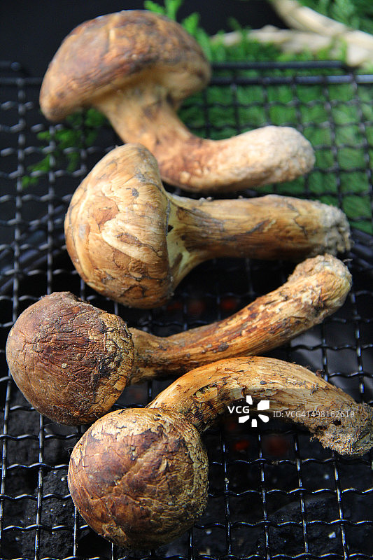 日本松茸蘑菇图片素材