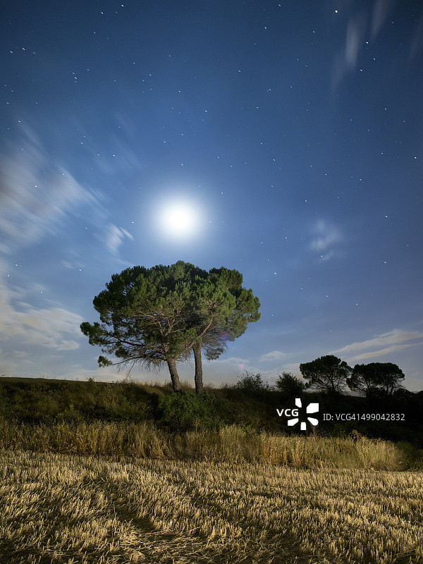 山中孤树夜，月圆所照图片素材