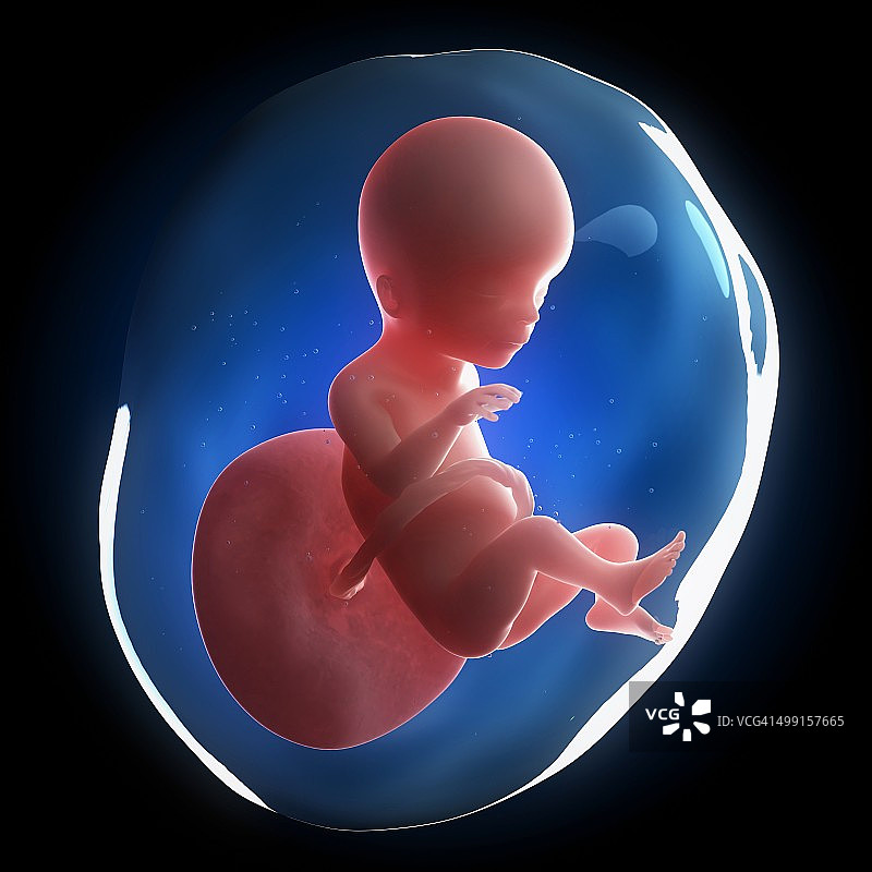 胎儿发育、艺术品图片素材