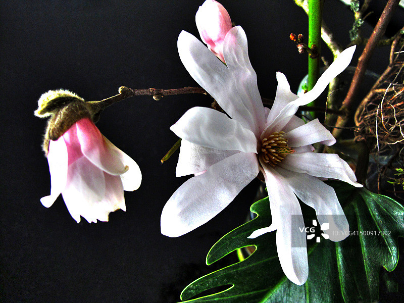 白玉兰花的特写图片素材