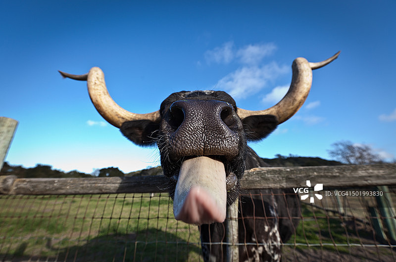 牛的舌头图片素材