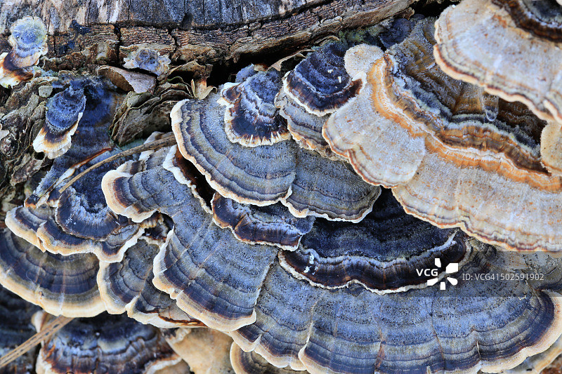 蓝色真菌图片素材
