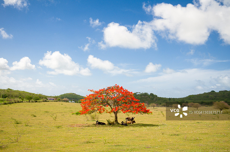 牛躺在一棵火焰树下，安提瓜岛，加勒比海图片素材