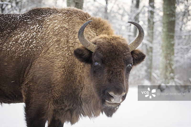 野牛在雪地里度过冬日图片素材
