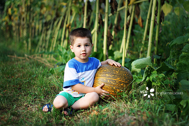 小男孩在花园里抱着一个大南瓜图片素材