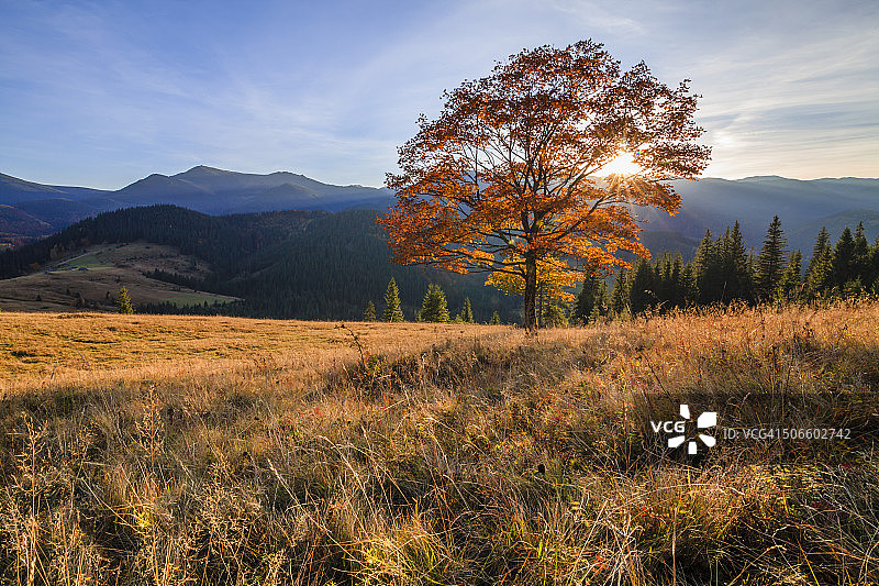 秋天的树在山上日落图片素材
