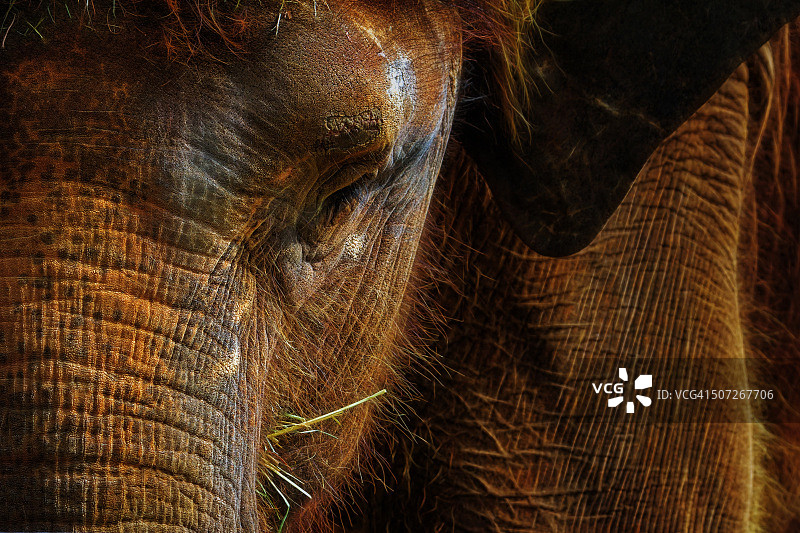 亚洲象的肖像图片素材