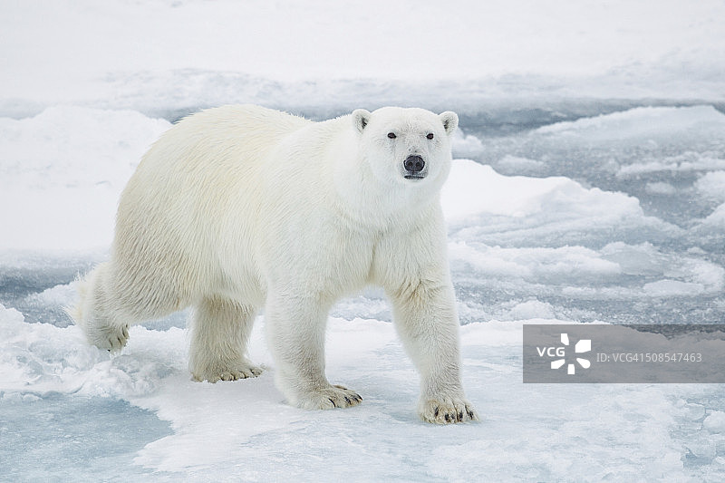 北极熊在浮冰上图片素材
