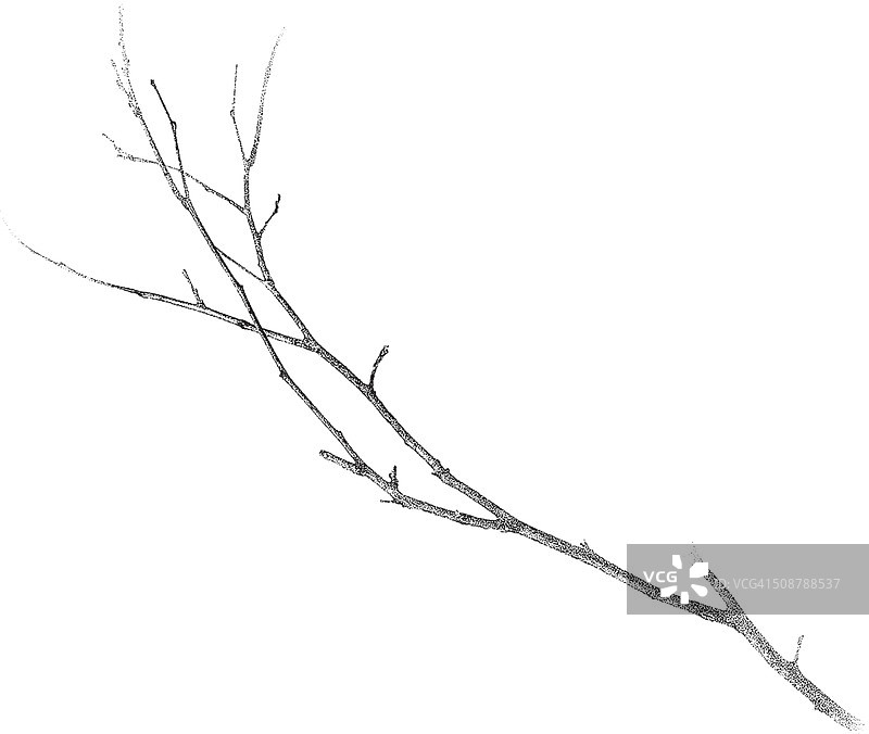 枝条孤立在白色上图片素材