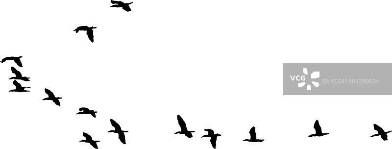 飞鸟的剪影。孤立在白色图片素材