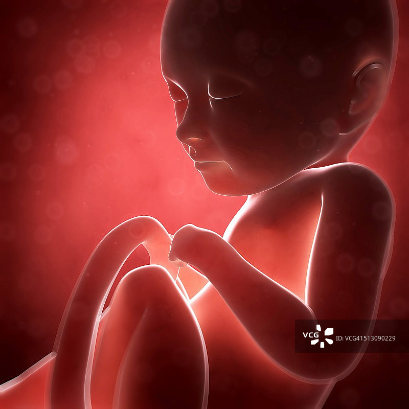 人类胎儿发育，艺术品图片素材