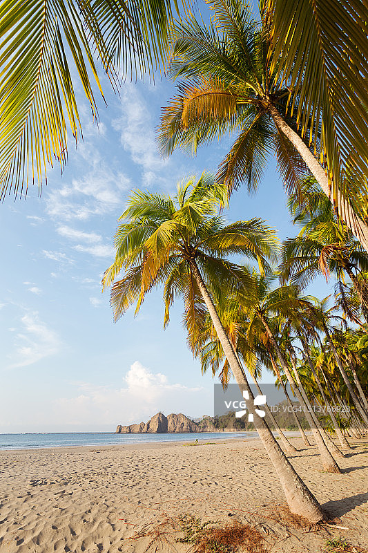 日出时分，棕榈镶边的异国情调海滩，哥斯达黎加图片素材