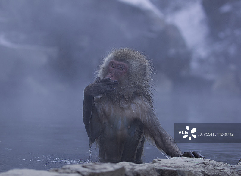 日本猕猴洗澡时看起来很庄严。图片素材