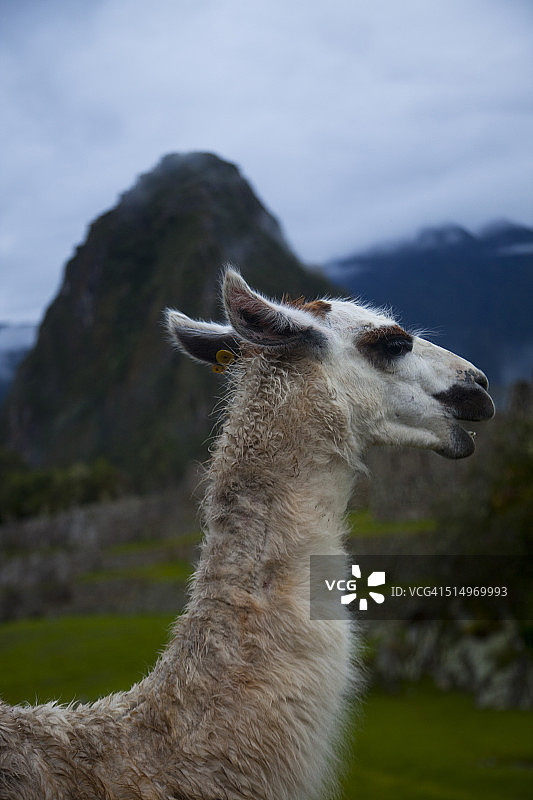 马丘比丘，秘鲁，印加城，与美洲驼图片素材