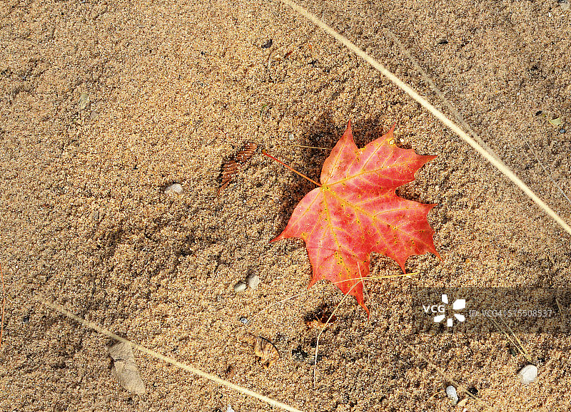 海滩上的秋叶图片素材