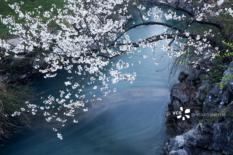 春天，河里的樱花盛开图片素材