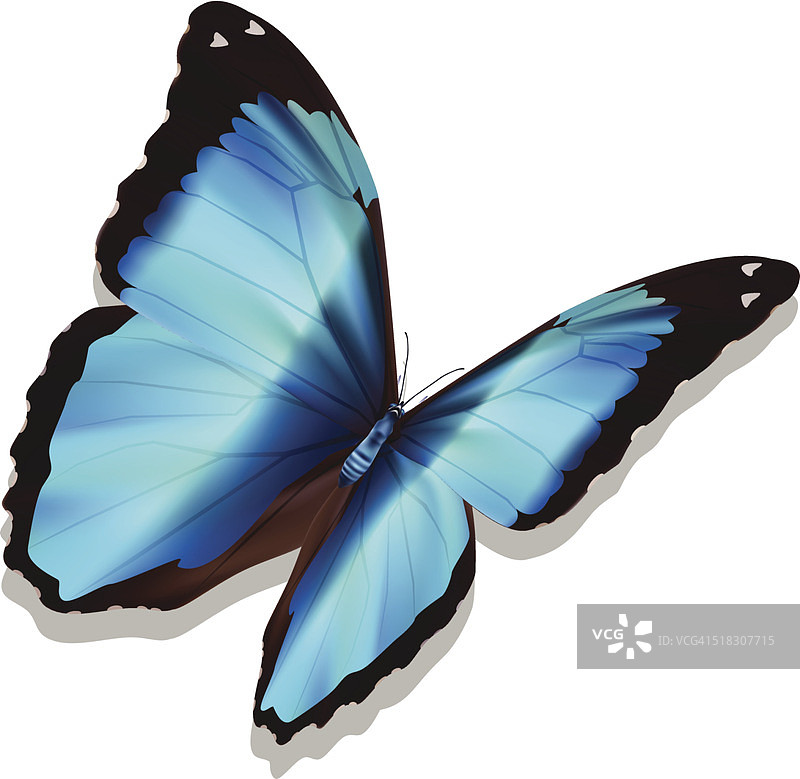 迪达米亚·莫福蝴蝶 - 矢量图片素材