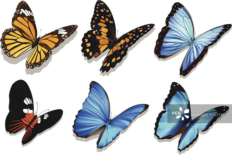 蝴蝶集合-向量图片素材