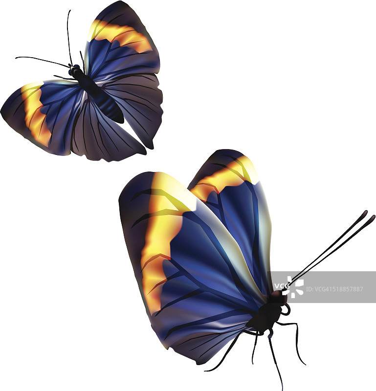 橙色橡树叶蝴蝶-向量图片素材