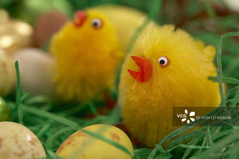 毛茸茸的复活节小鸡和复活节蛋图片素材