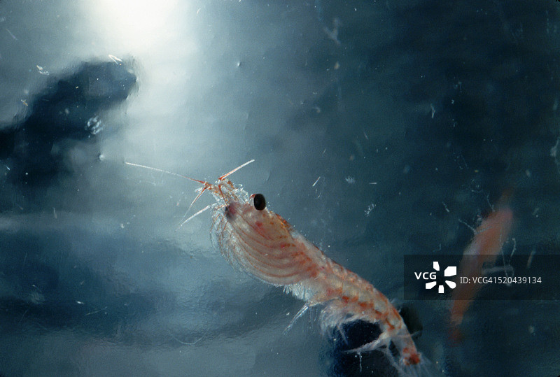 冰冻的南极磷虾图片素材