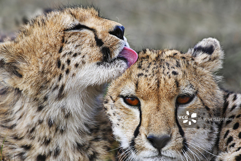 年轻的猎豹在舔自己的皮毛图片素材