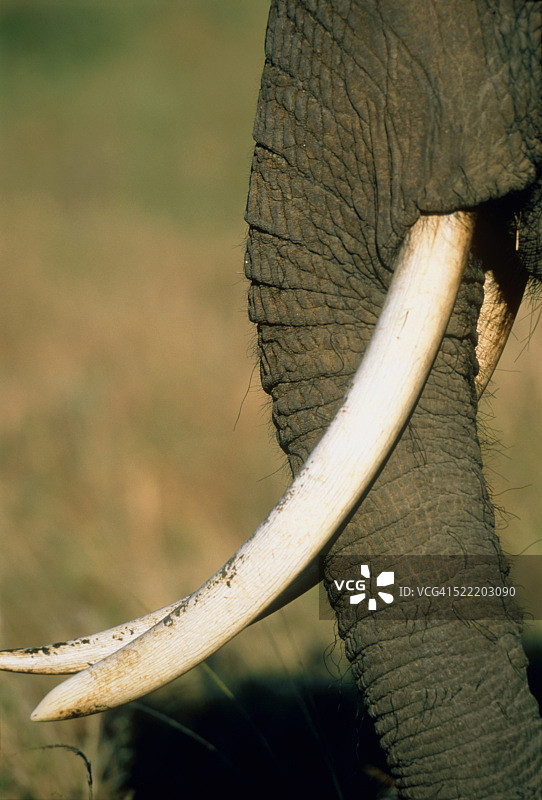 非洲象的鼻子和长牙图片素材