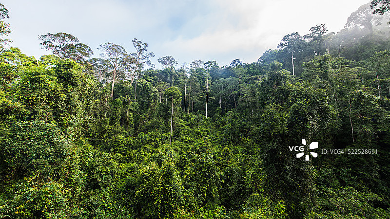 婆罗洲丹奴谷最古老的雨林图片素材