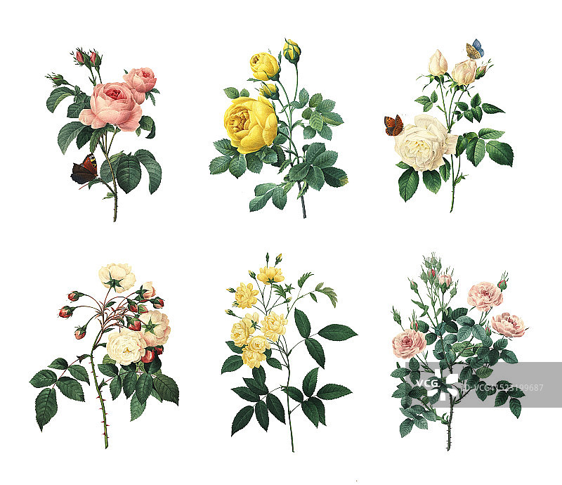 一套各种玫瑰|古董花卉插图图片素材