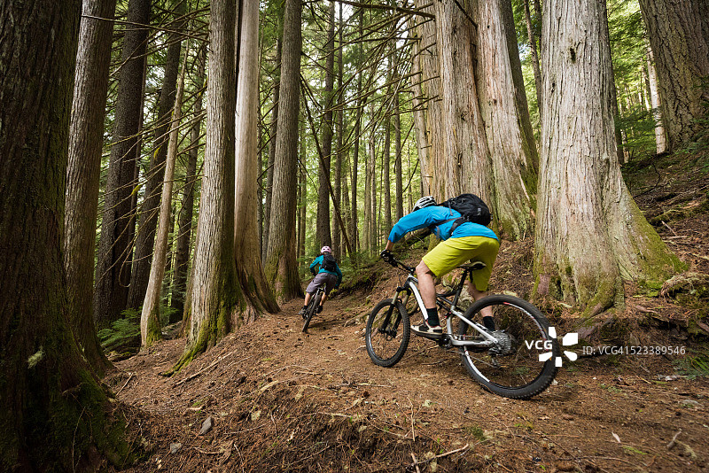 一对夫妇在一片古老的森林里骑自行车图片素材