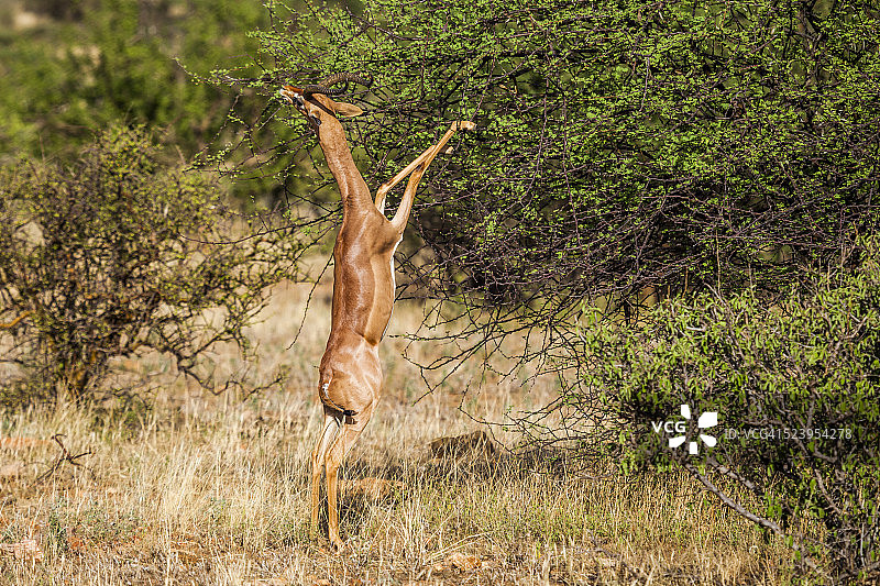 在肯尼亚桑布鲁国家保护区的森林中，采食灌木的Gerenuk (Litocranius walleri)图片素材