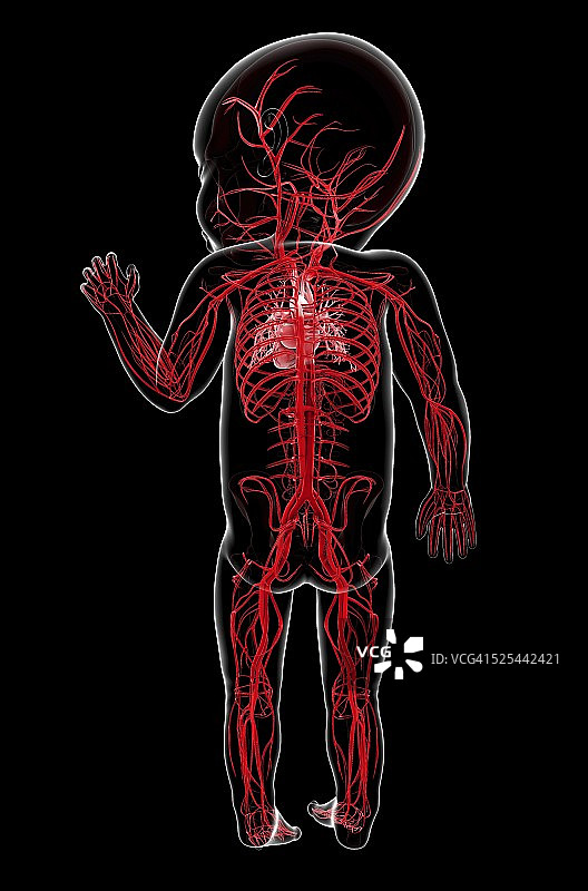 婴儿的血管系统，艺术品图片素材