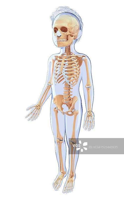 人类骨骼系统，艺术品图片素材