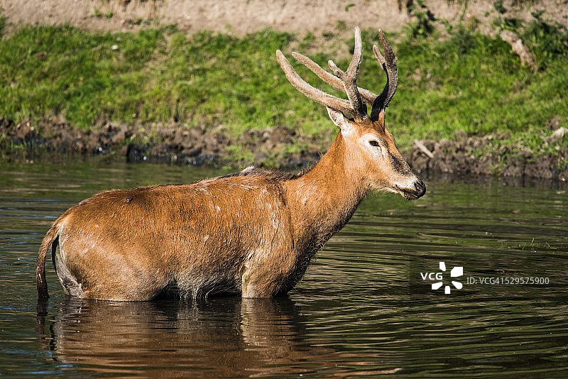 雄麋鹿(麋鹿)在水中图片素材