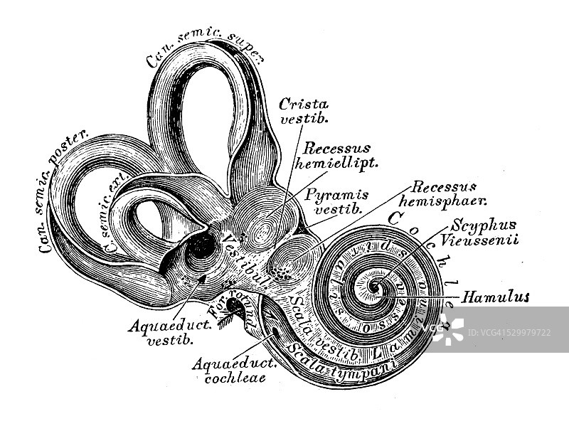人体解剖学科学例证:耳朵和听觉系统图片素材