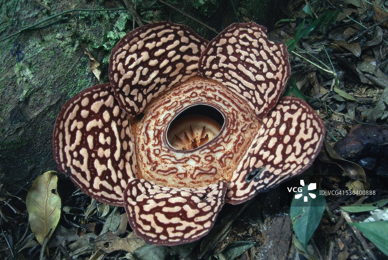 亚洲婆罗洲，世界上最大的开花植物Rafflesia的特写图片素材