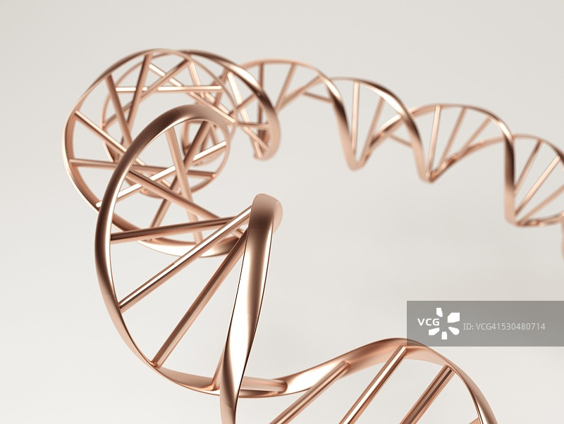 DNA分子。电脑绘图显示双链DNA(脱氧核糖核酸)分子。DNA是由两股螺旋结构组成的。每条链由一个与核苷酸碱基相连的糖-磷酸主链(金条)组成。图片素材