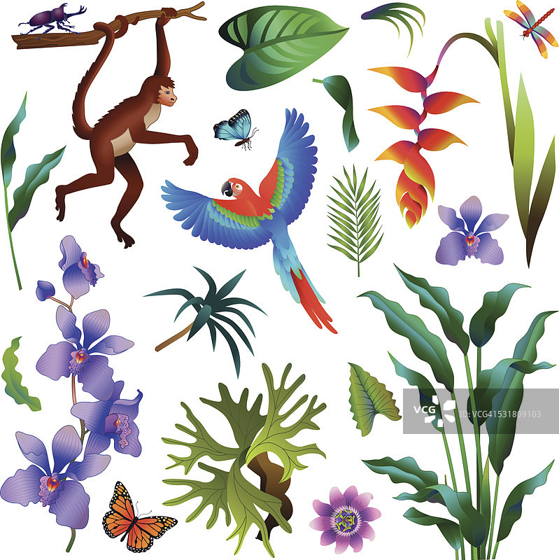 各种亚马逊热带雨林的动植物图片素材