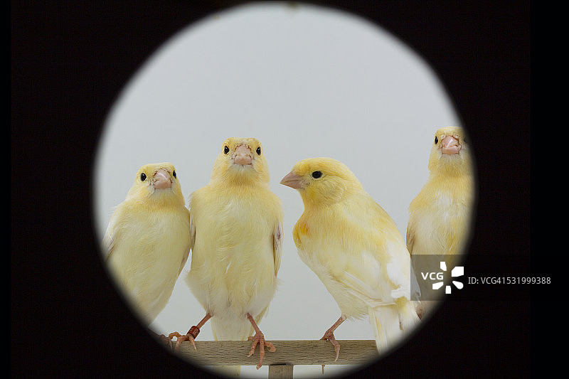 四只鸟从猫眼里穿过图片素材