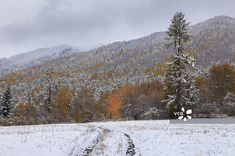 秋天的森林在山下的雪图片素材