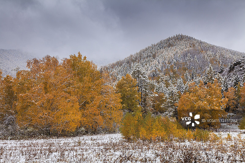秋天的森林在山下的雪图片素材