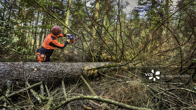 伐木工人在树林里锯一棵倒下的树图片素材