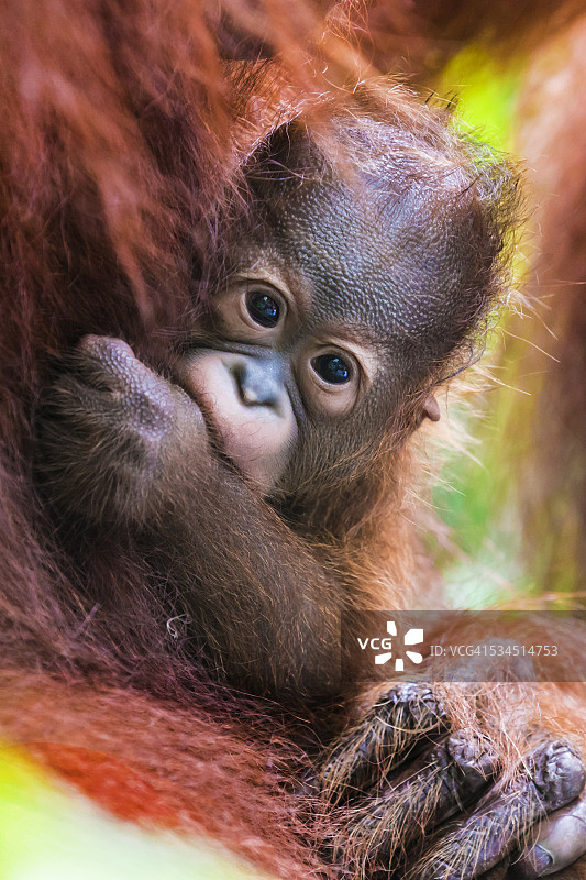 婆罗洲猩猩宝宝紧贴着妈妈的肚子图片素材