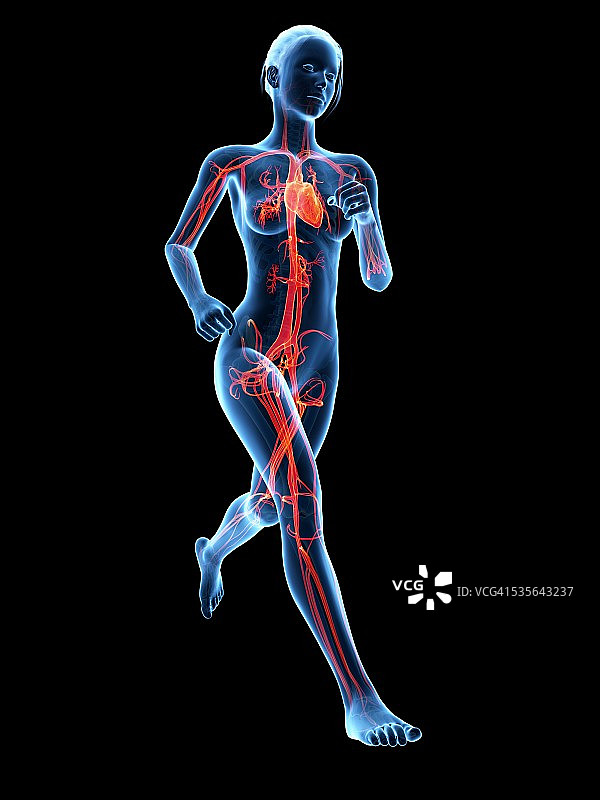 导管的血管系统，图示图片素材